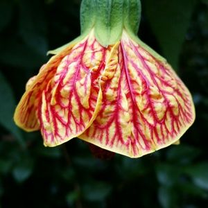 Meet your Posher, Ruth